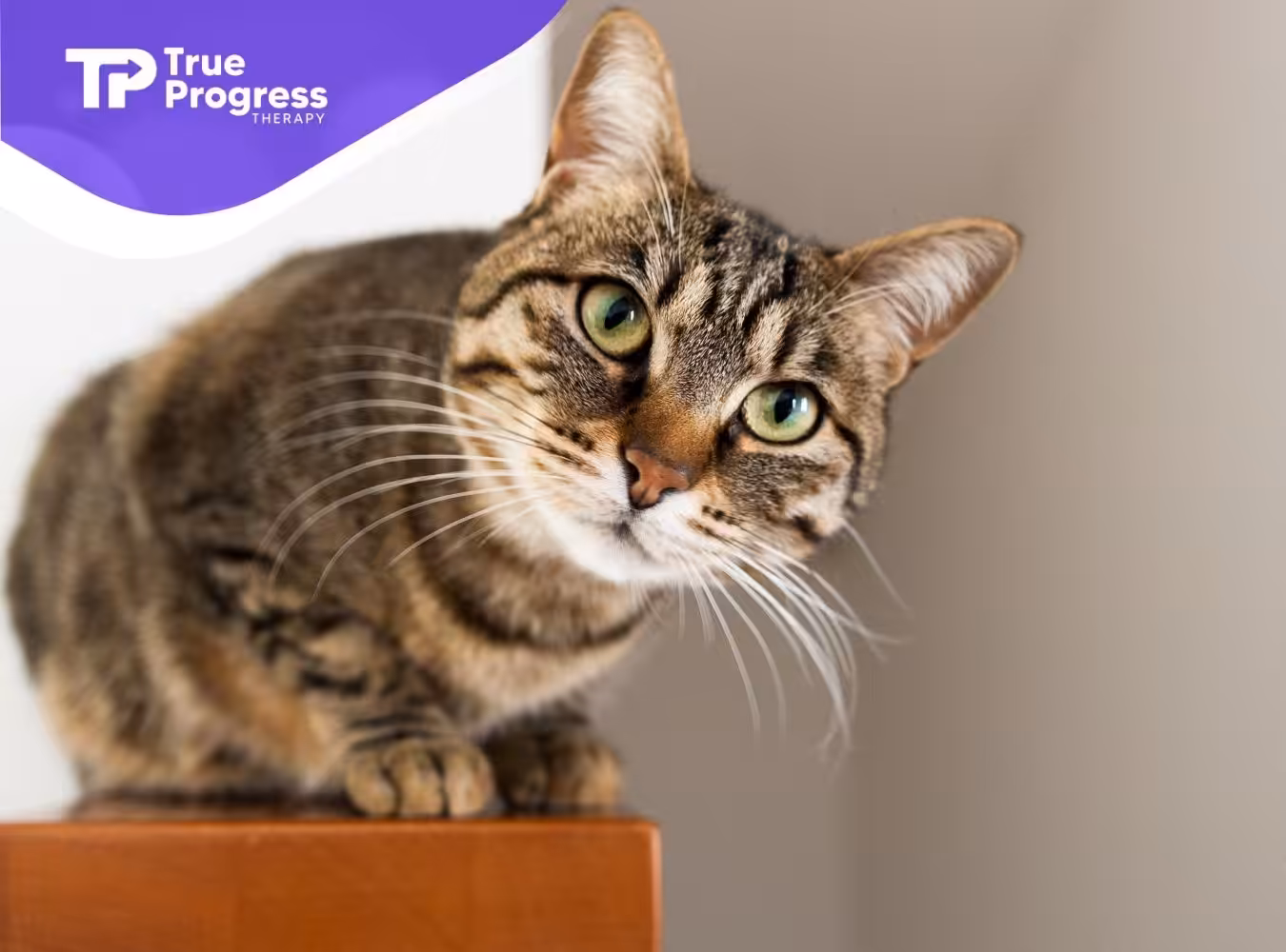 a cat sitting on a wooden surface